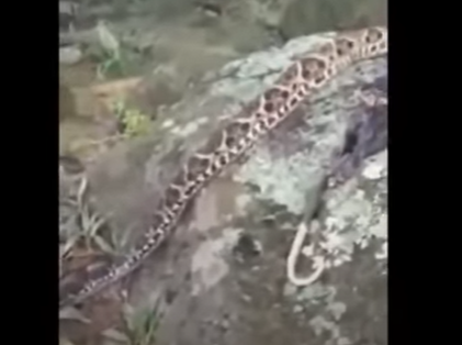 Flagrante da jararacu&ccedil;u com o gamb&aacute; – Foto: Bi&oacute;logo Henrique