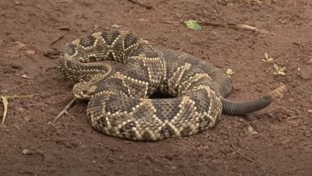 Mulher mantinha 110 cobras em casa sem as condi&ccedil;&otilde;es adequadas. – Foto: Divulga&ccedil;&atilde;o/ND