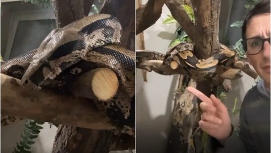 Vídeo que mostra impressionante contraste de cobra azul venenosa