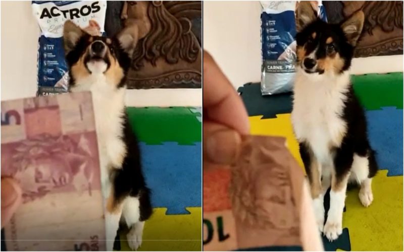 VIDEO: Collie who can count and recognize money is successful in SC