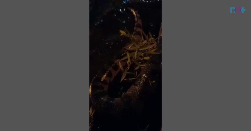 Cobra deu um susto em funcion&aacute;rios de uma empresa. – Foto: Reprodu&ccedil;&atilde;o/ND