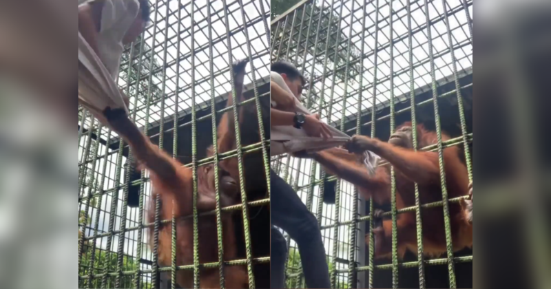 Turista enxerido &eacute; agarrado por orangotango em zool&oacute;gico e se desespera – Foto: Internet/Reprodu&ccedil;&atilde;o/ND