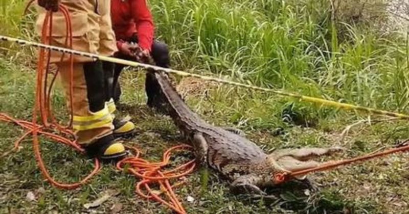 Crocodilo f&ecirc;mea teria revidado pedradas de b&ecirc;bado e avan&ccedil;ado contra ele – Foto: Reprodu&ccedil;&atilde;o/Internet