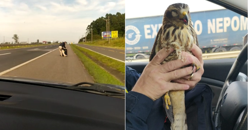 Policiais rodovi&aacute;rios salvam filhote de gavi&atilde;o de atropelamento na BR-101 em SC – Foto: PRF/Divulga&ccedil;&atilde;o/ND