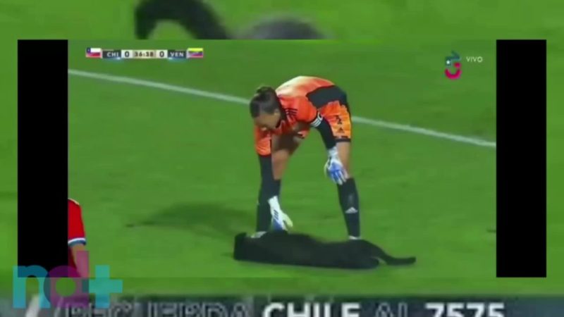 FRAME – Cadela invadiu campo durante campeonato de futebol feminino no Chile – Foto: C&oacute;pia de nd+ Canva de V&iacute;deos p portal (9)