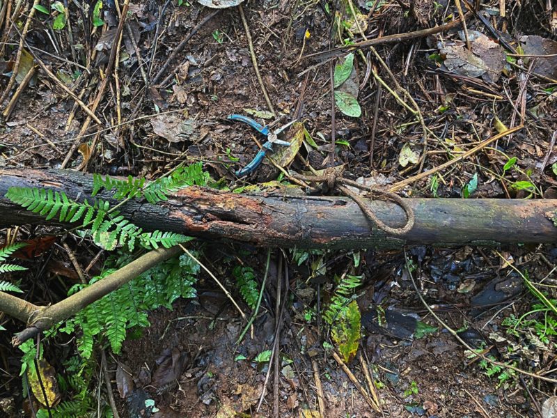 Kau&atilde; foi esquartejado, segundo a pol&iacute;cia – Foto: Pol&iacute;cia Civil/ND