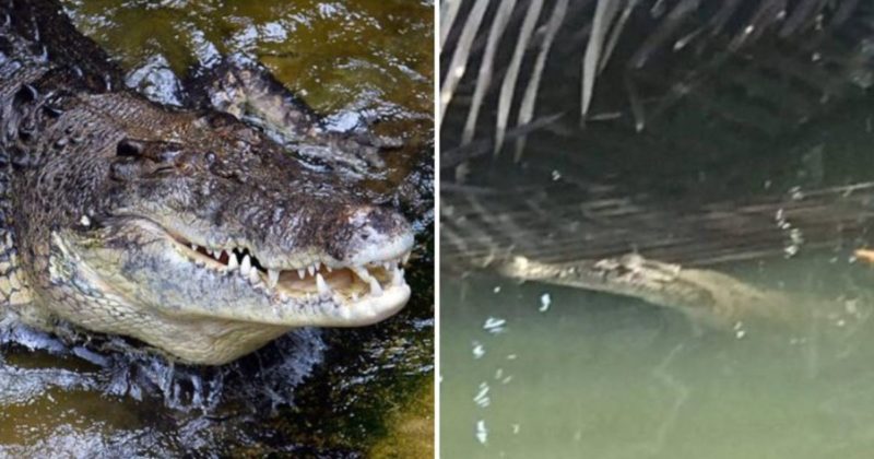 Por sorte do morador, o crocodilo n&atilde;o era dos maiores da esp&eacute;cie – Foto: Reprodu&ccedil;&atilde;o