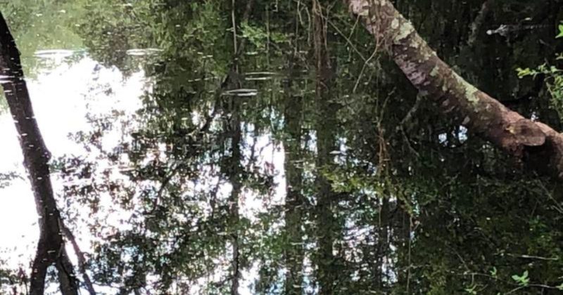 Imagem esconde um crocodilo, mas o desafio &eacute; saber onde ele est&aacute;. Consegue? – Foto: Reprodu&ccedil;&atilde;o