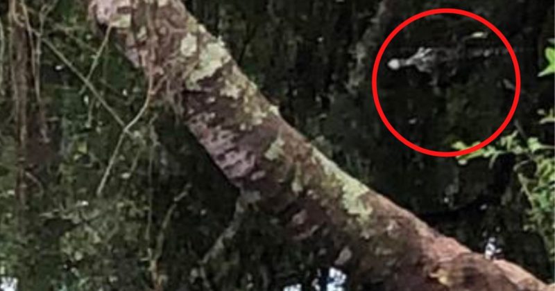 Al&eacute;m de ser ex&iacute;mio ca&ccedil;ador, crocodilo &eacute; tamb&eacute;m um mestre em camuflagem – Foto: Reprodu&ccedil;&atilde;o