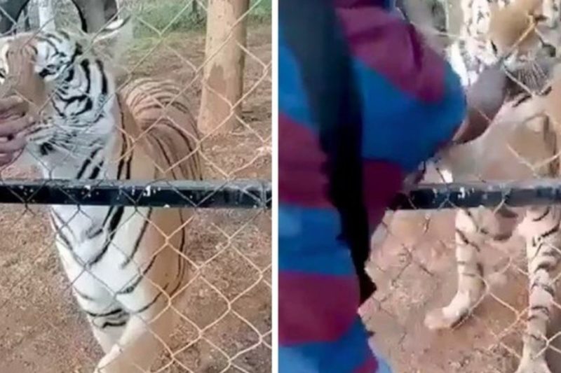Funcion&aacute;rio foi mordido depois de fazer carinho em tigre dentro da jaula – Foto: Reprodu&ccedil;&atilde;o/The Sun
