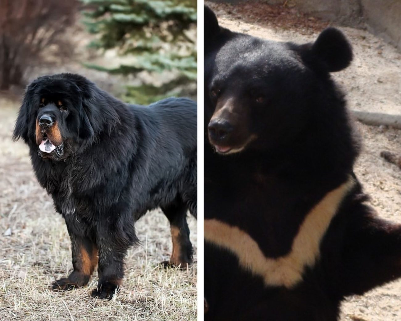 Após dois anos, mulher descobre que seu cachorro era um urso