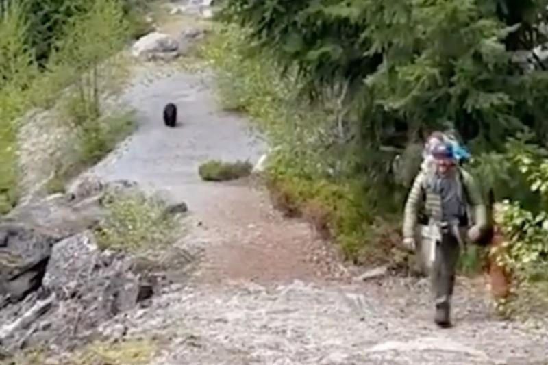 Brighton Peachey gravou a persegui&ccedil;&atilde;o do urso em trilha e divulgou nas redes sociais – Foto: Reprodu&ccedil;&atilde;o/Internet