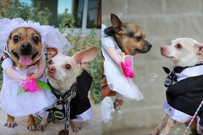 Cachorros se apaixonaram em ida ao veterin&aacute;rio e festa de casamento aconteceu no dia 18 de maio – Foto: Reprodu&ccedil;&atilde;o/Instagram/@sahumane