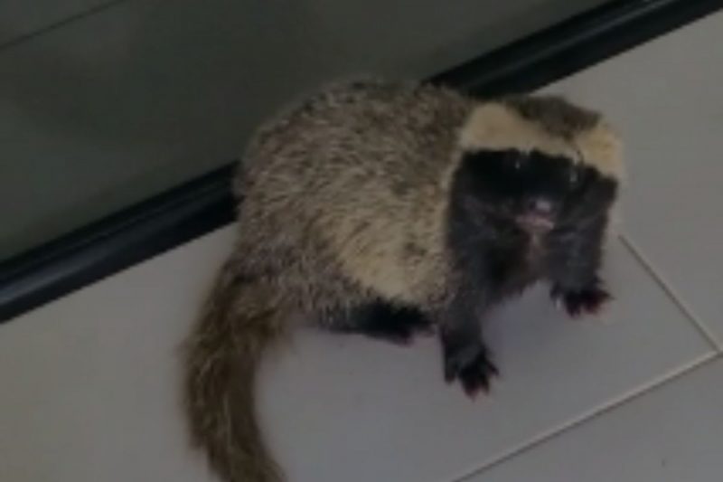 O fur&atilde;o estava dentro do banheiro – Foto: Reprodu&ccedil;&atilde;o v&iacute;deo /ND