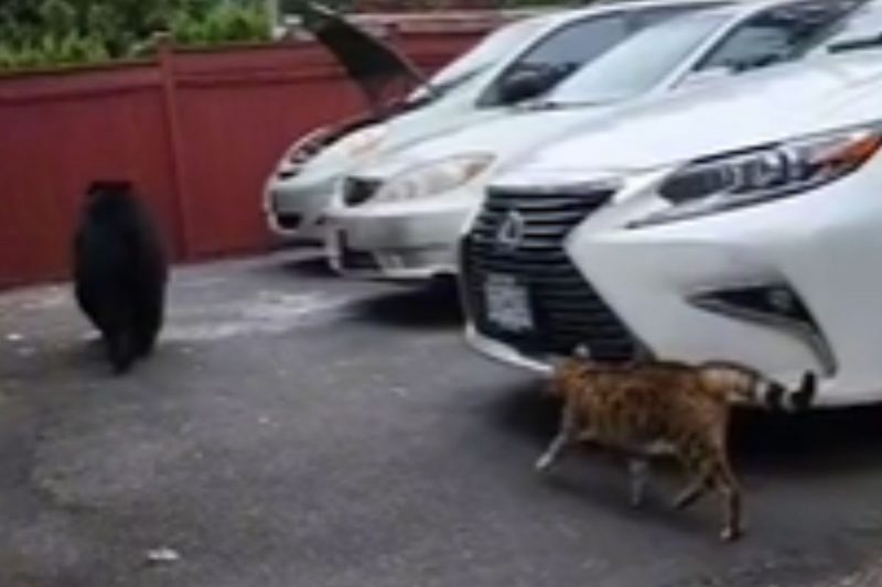 Gato colocou urso para correr – Foto: Reprodu&ccedil;&atilde;o/Internet