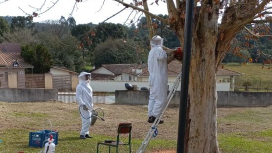 FOTOS: Imagens assustadoras com zoom em rosto de insetos choca internet;  confira