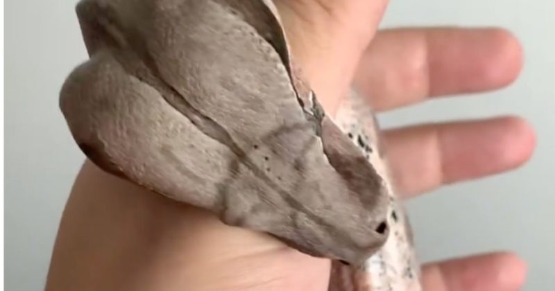 Serpente Elza virou xod&oacute; de internautas que curtem pets – Foto: Reprodu&ccedil;&atilde;o