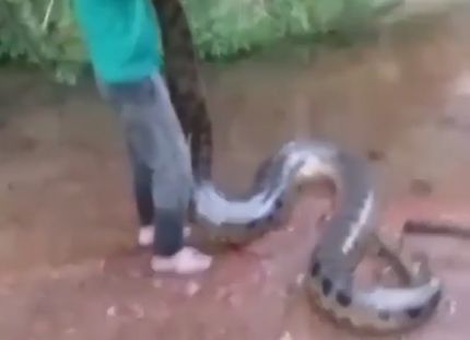 Momento em que homem ergue a sucuri do chão