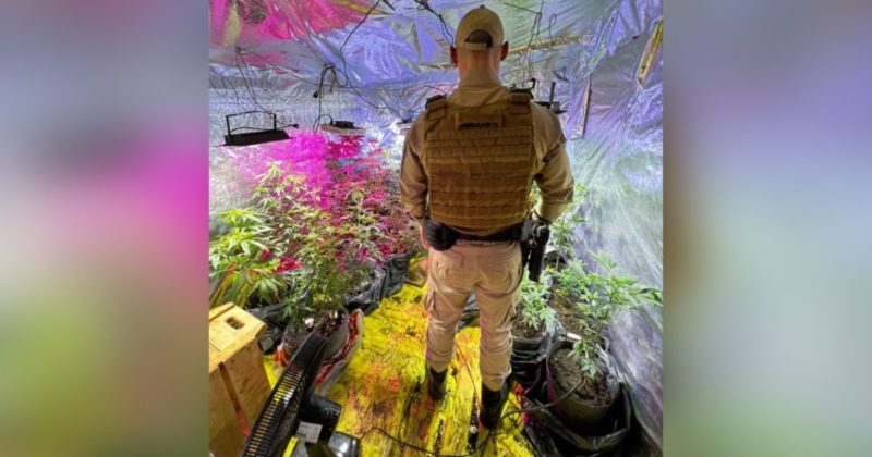 Estufas com mais de 100 pés de “supermaconha” foram encontradas em Balneário Piçarras – Foto: Polícia Militar/Divulgação/ND