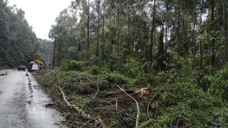 Eucaliptos foram cortados ao meio pelo temporal. – Foto: F&aacute;bio Bollis/Belos FM/Reprodu&ccedil;&atilde;o/ND