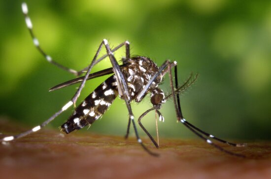 Understand the difference between a dengue mosquito and a mosquito