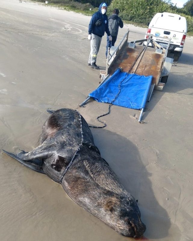 Desde 2019, a R3 Animal monitora um grupo de le&otilde;es-marinhos que utiliza um cost&atilde;o rochoso na Ilha de Santa Catarina como descanso – Foto: R3 ANIMAL/Divulga&ccedil;&atilde;o/ND