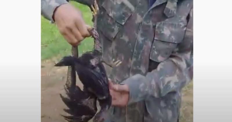 Agricultor deu flagra na pequena sucuri, para al&iacute;vio do frango – Foto: Reprodu&ccedil;&atilde;o