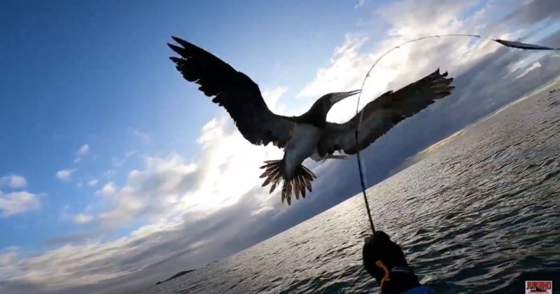 Gaivota ataca pescador em busca de comida, mas o peixe &eacute; falso – Foto: Reprodu&ccedil;&atilde;o