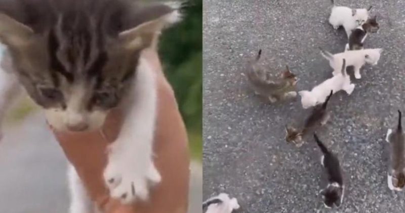 Gatinho era, na verdade, o l&iacute;der de uma emboscada que pegou atirador de jeito – Foto: Reprodu&ccedil;&atilde;o