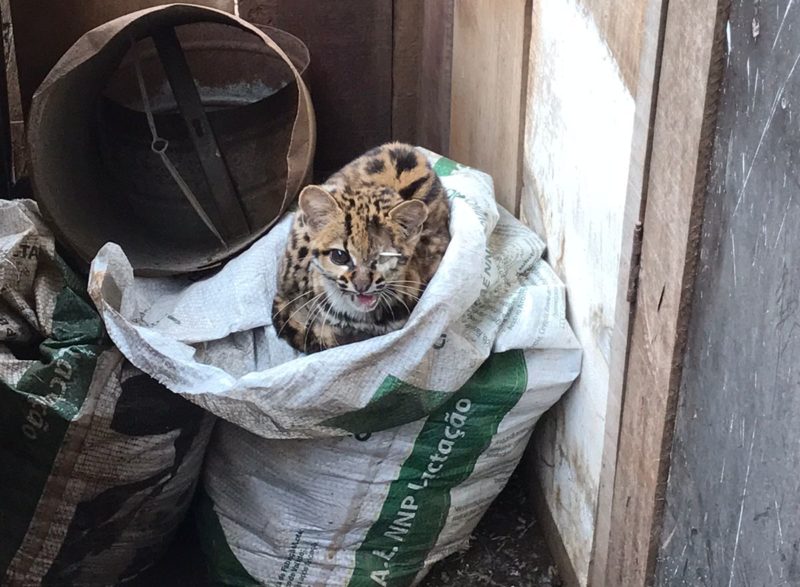 Gato-maracaj&aacute; &eacute; encontrado em propriedade rural de Seara – Foto: Arthur Magri/Reprodu&ccedil;&atilde;o/ND