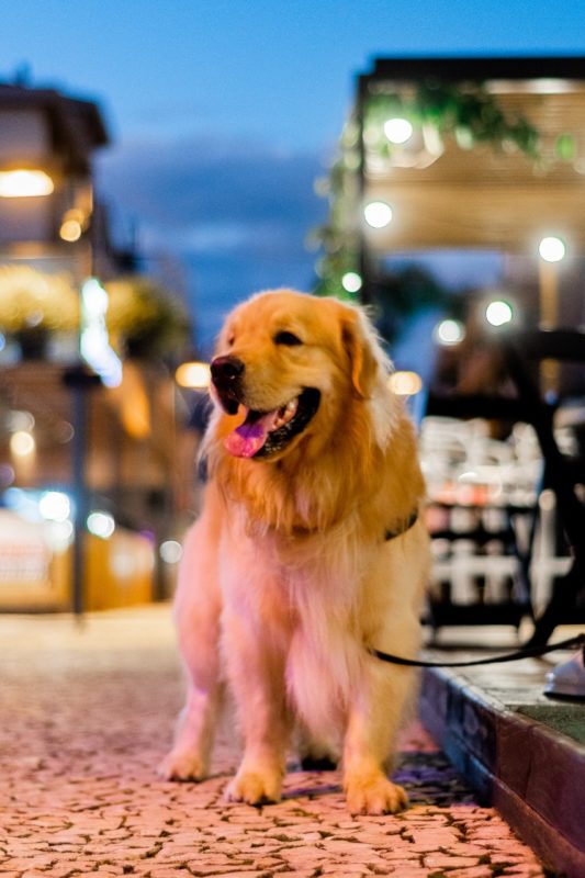 Jurer&ecirc; Open Shopping promove eventos voltados para os pets e seus tutores – Foto: Acervo do Grupo Habitasul