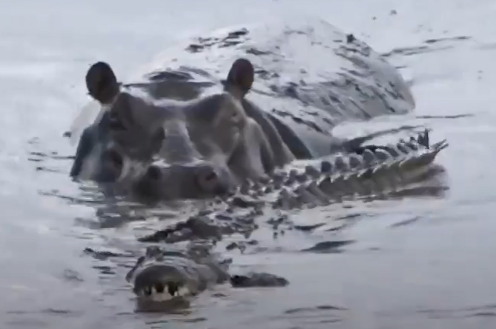 Interação entre hipopótamo e crocodilo