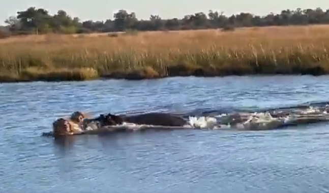 Momento exato do ataque do hipopótamo 