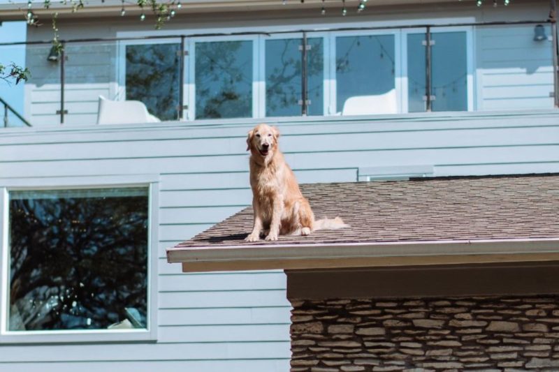 O cão faz sucesso pelo hábito incomum de passar muito tempo no telhado &#8211; Foto: Internet/Reprodução