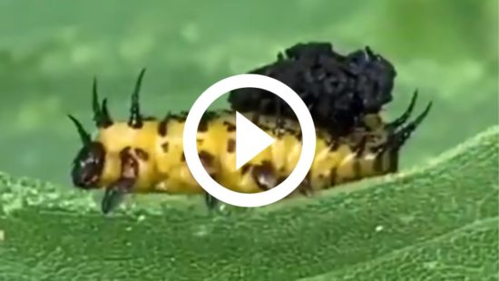 FOTOS: Imagens assustadoras com zoom em rosto de insetos choca internet;  confira