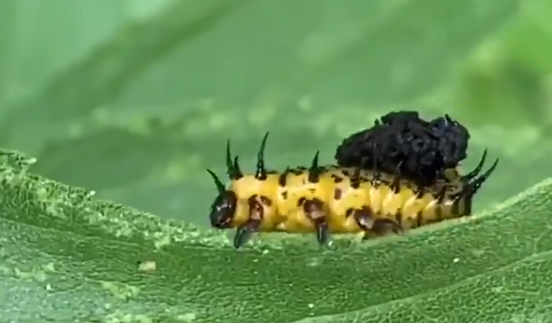 Registro de inseto com fezes