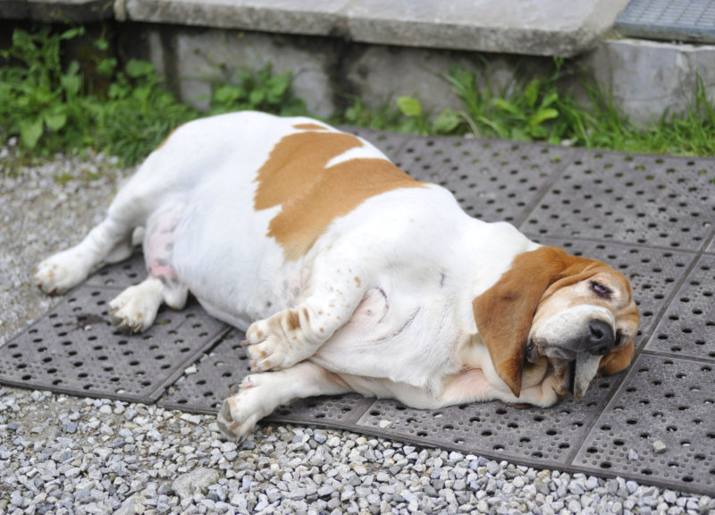 No mundo canino, o peso ideal é definido pelo Escore de Condição Corporal – apelidado de ECC &#8211; Foto: Divulgação