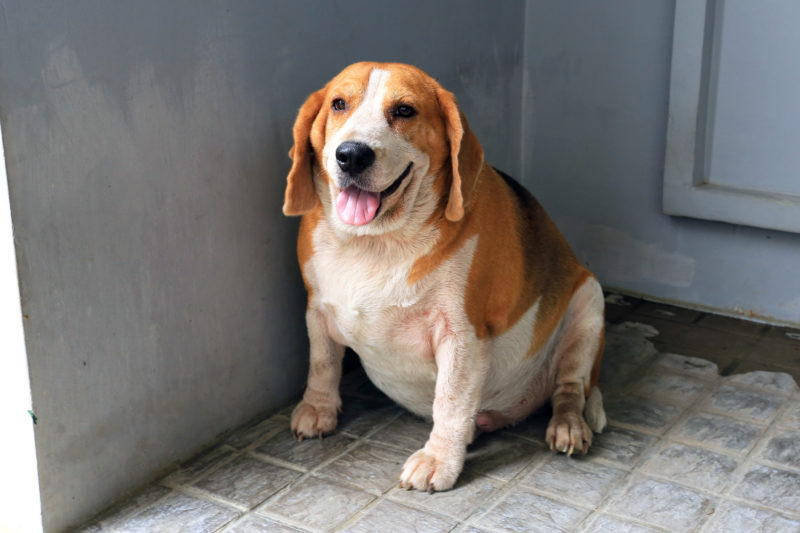 A maneira mais fácil e rápida de identificar se seu pet está acima do peso ou obeso é levá-lo ao veterinário – Foto: Divulgação