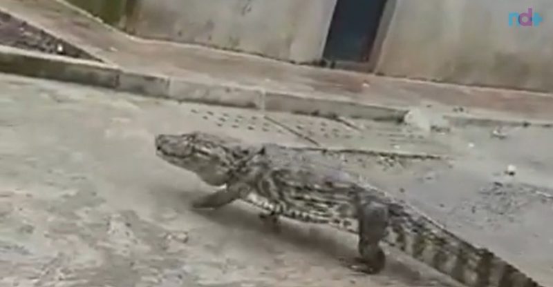 Jacar&eacute; foi flagrado ‘passeando’ no meio da rua em Olinda, Pernambuco, na tarde desta sexta-feira (3) – Foto: Reprodu&ccedil;&atilde;o/Instagram
