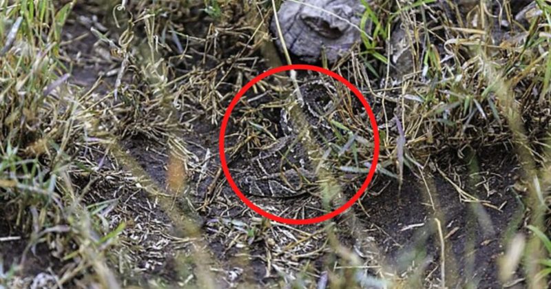 A&iacute; est&aacute; a jararaca, encolhida no meio da mata, bem escondida – Foto: Reprodu&ccedil;&atilde;o