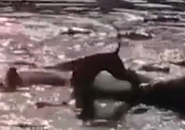 leão invade lago de crocodilos 