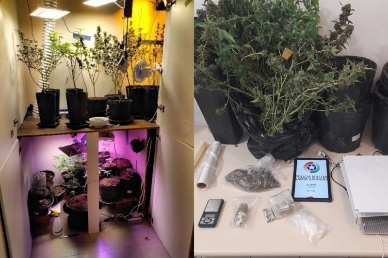 Quase 30 p&eacute;s de maconha estavam sendo cultivados em um quarto – Foto: PM/Divulga&ccedil;&atilde;o