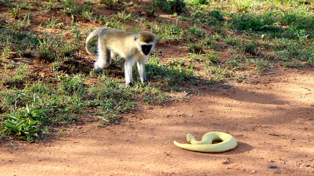 Evolu&ccedil;&atilde;o visual dos primatas estaria relacionada &agrave; exist&ecirc;ncia de cobras venenosas – Foto: Biological Sciences/Mount Holyoke/Reprodu&ccedil;&atilde;o/ND
