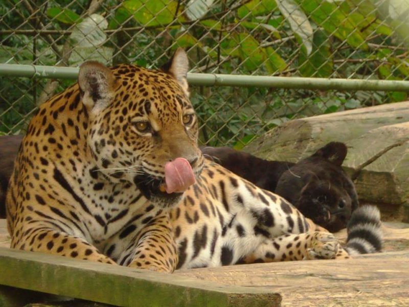 Nina morreu de velhice aos 25 anos – Foto: Secom Busque/Divulga&ccedil;&atilde;o