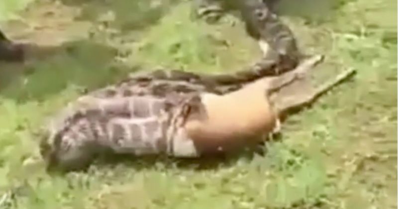 Internautas confundiram tudo, mas a cobra fez sua refei&ccedil;&atilde;o – Foto: Reprodu&ccedil;&atilde;o