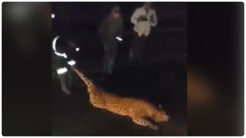 V&iacute;deo mostra on&ccedil;a morta sendo retirado de rodovia &mdash; Foto: Internet/ND