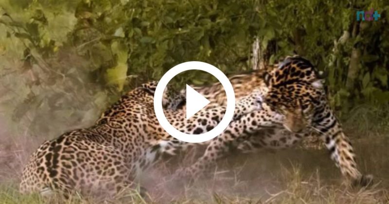 briga entre onças pintadas