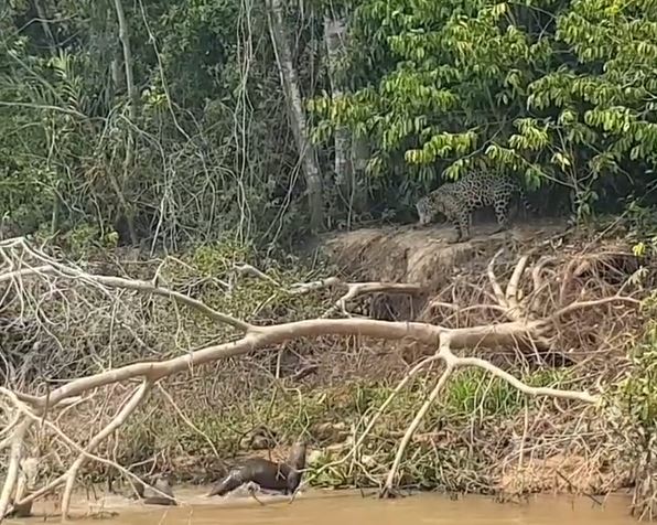 Fot&oacute;grafo registrou o momento em que as lontras enfrentaram a on&ccedil;a-pintada para proteger filhote no Pantanal – Foto: Joonas Lavikkala/Instagram