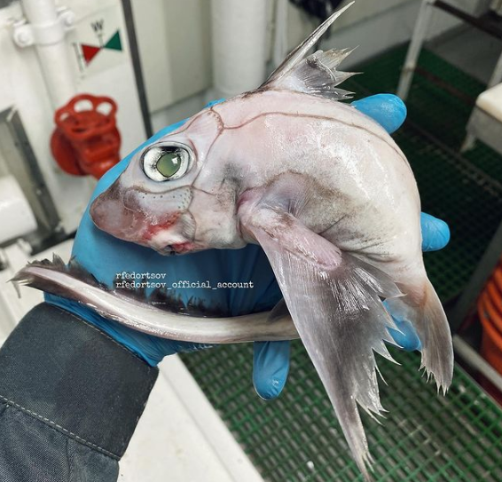 Peixe-Frankenstein fez sucesso nas redes sociais &mdash; Foto: @rfedortsov_official_account/Instagram/Reprodu&ccedil;&atilde;o/ND