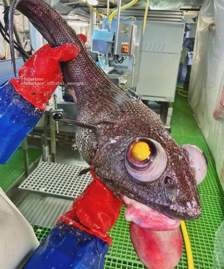 Peixes diferenciados em suas estruturas corporais s&atilde;o encontrados pelo pescador &mdash; Foto: @rfedortsov_official_account/Instagram/Reprodu&ccedil;&atilde;o/ND